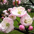清馨 清馨