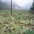 禹甸村 禹甸村