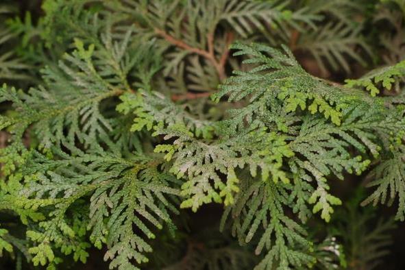Chamaecyparis pisifera \x27Plumosa Albopicta\x27 Chamaecyparis pisifera \x27Plumosa Albopicta\x27
