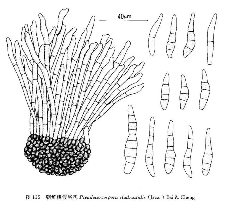 槐尾孢 槐尾孢