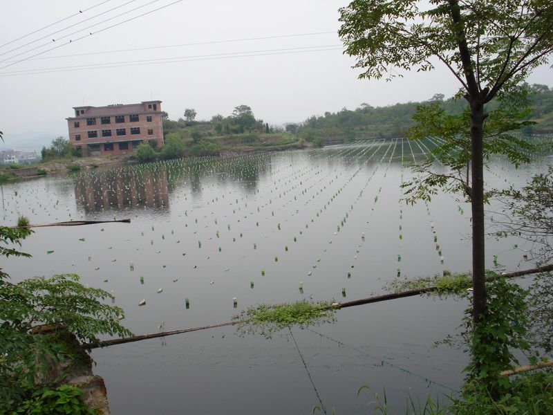 前倪村(河北邢台前倪村) 前倪村(河北邢台前倪村)