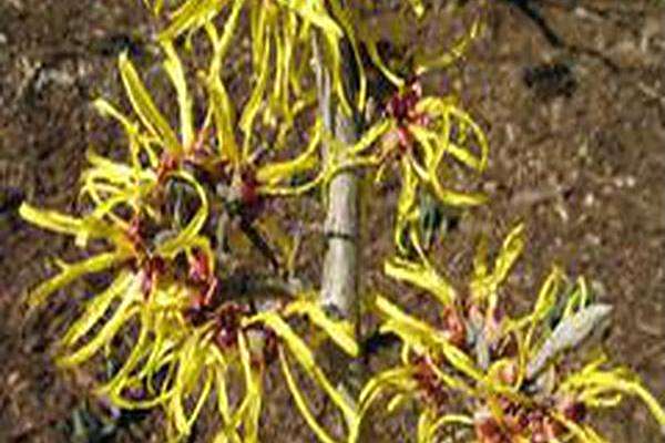 Hamamelis × intermedia \x27Harlow Carr\x27 Hamamelis × intermedia \x27Harlow Carr\x27