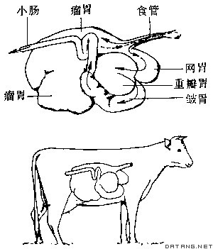 反芻動物的胃部結構