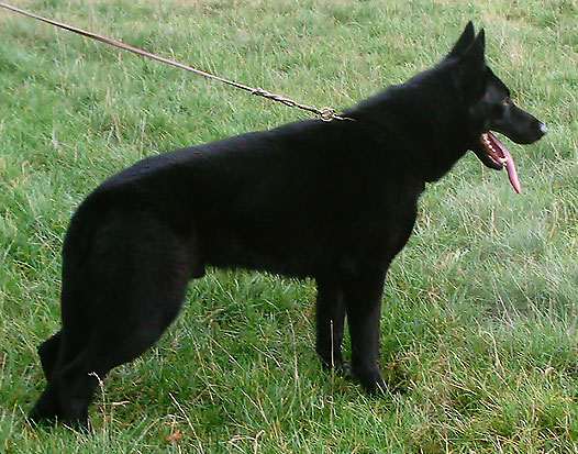 黑色狼犬