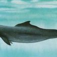 印太洋駝海豚