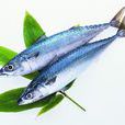 鮐鮁魚 鮐鮁魚