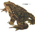 中華蟾蜍 中華蟾蜍