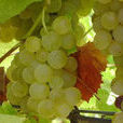 Semillon Semillon