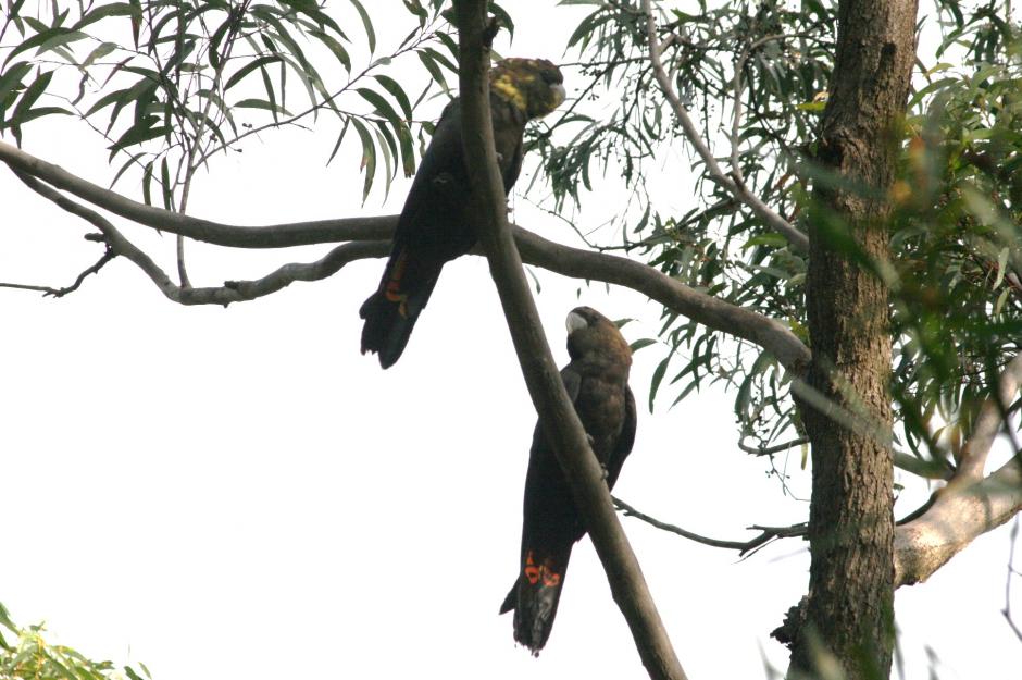 輝鳳頭鸚鵡指名亞種