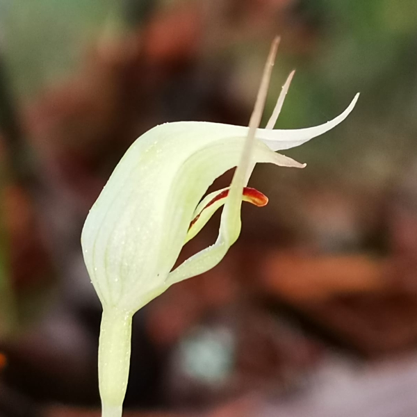 Pterostylis agathicola