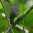 點斑翅蟻鳥 點斑翅蟻鳥