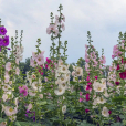 蜀葵(斗蓬花) 蜀葵(斗蓬花)