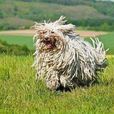 匈牙利牧羊犬(墩布狗) 匈牙利牧羊犬(墩布狗)