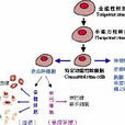 臍血間充質幹細胞移植