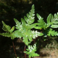 粉背蕨 粉背蕨