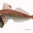 紅娘魚屬 紅娘魚屬