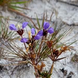 Neurotheca corymbosa