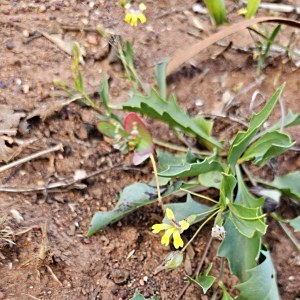 Goodenia muelleriana