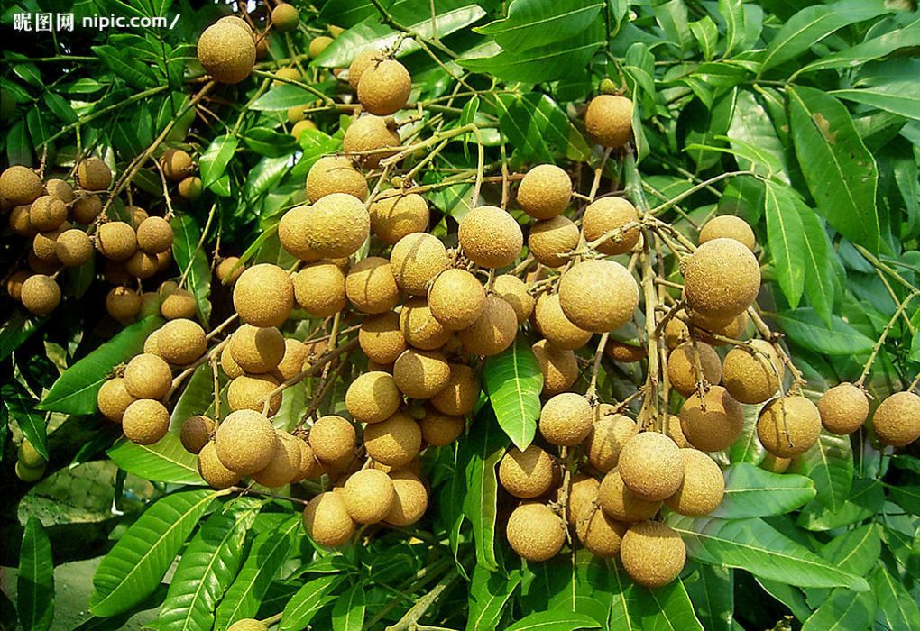冬寶9號 冬寶9號