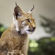 猞猁(Lynx（國家二級保護動物）)