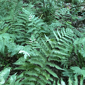 Dryopteris goldieana