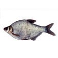 武昌魚(團頭魴)