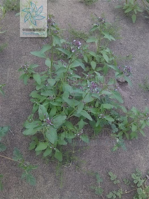 小花荊芥 小花荊芥