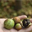 野茶油 野茶油