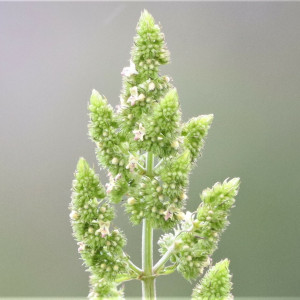 Mesosphaerum pectinatum