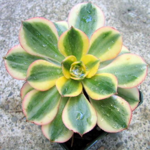 燦爛(景天科蓮花掌屬植物) 燦爛(景天科蓮花掌屬植物)