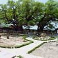 蘇州古樟植物園