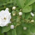 四數花系 四數花系
