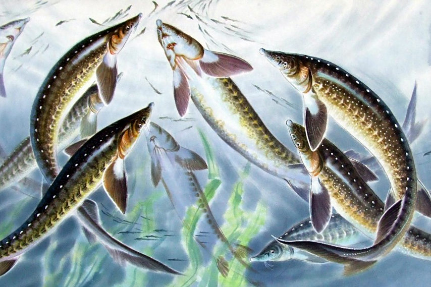 朝鮮魚銜 朝鮮魚銜