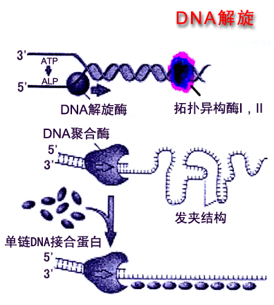 DNA旋轉酶