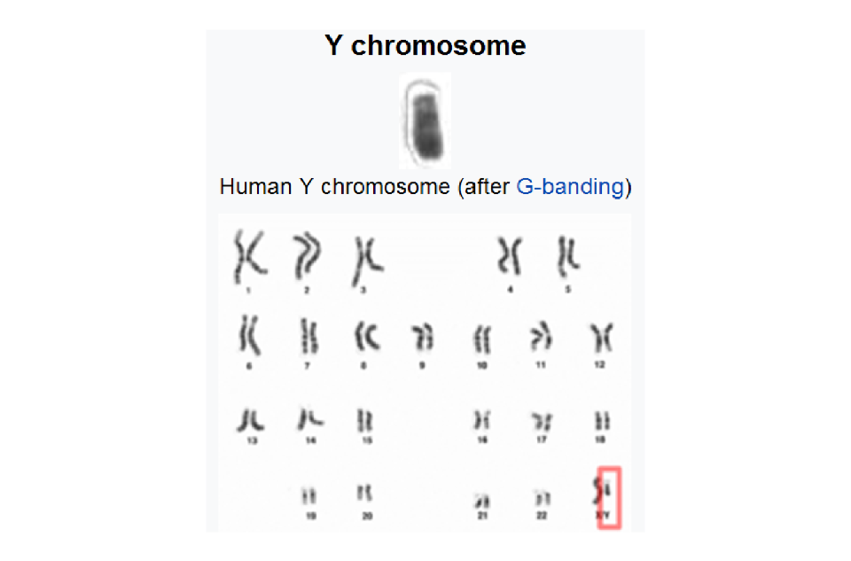 Y染色體亞當