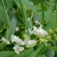 豫芝11號 豫芝11號