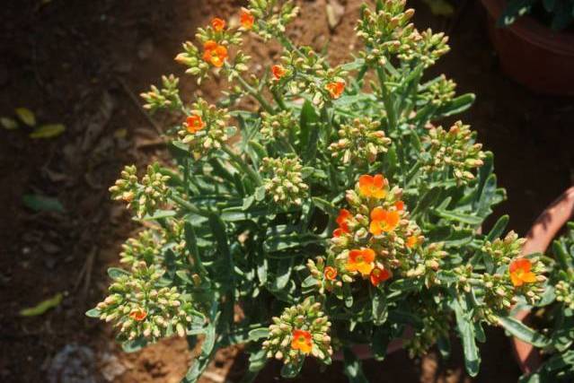 叉花草1號 叉花草1號