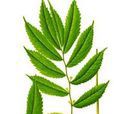 小葉樓梯草組 小葉樓梯草組