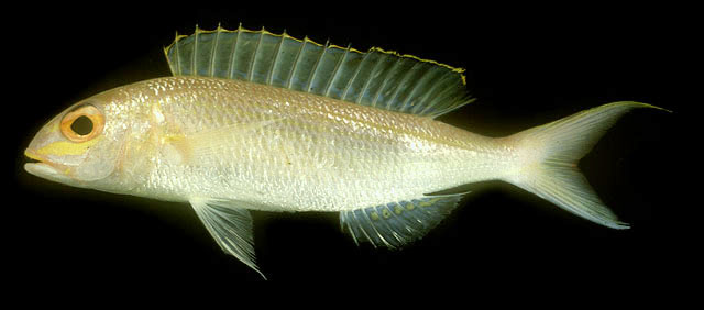 姬金線魚