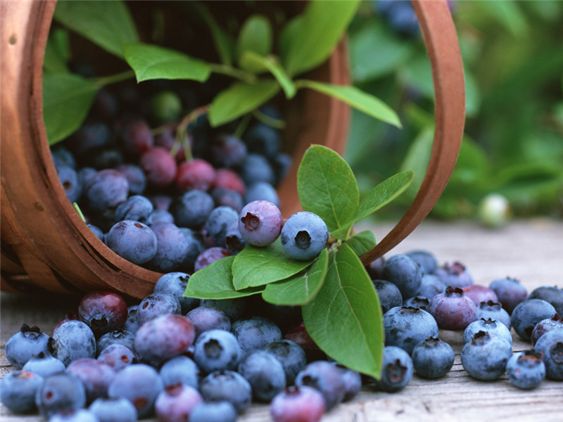 長白山藍莓