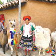 秘魯駝羊