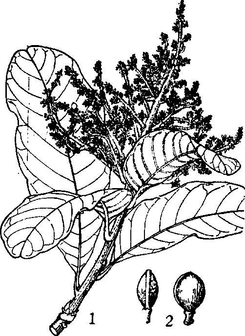 豆腐果(山檨子屬植物)