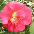 帥哥(薔薇屬月季栽培品種) 帥哥(薔薇屬月季栽培品種)