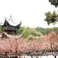 澱山湖梅園 澱山湖梅園