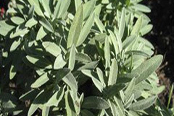 Salvia officinalis \x27Nana\x27