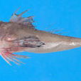 棘角魚