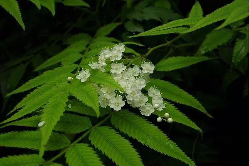 叢芒山羊草
