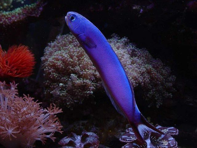 紫似弱棘魚 紫似弱棘魚
