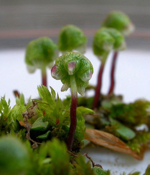 紫蒴花萼苔 紫蒴花萼苔