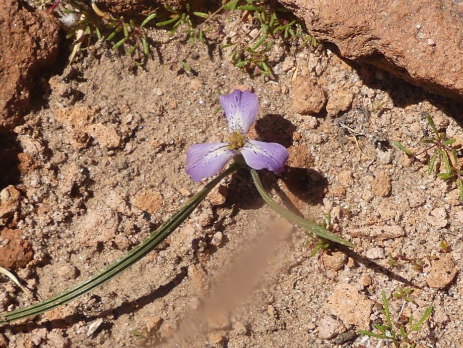 Mastigostyla cabrerae Mastigostyla cabrerae
